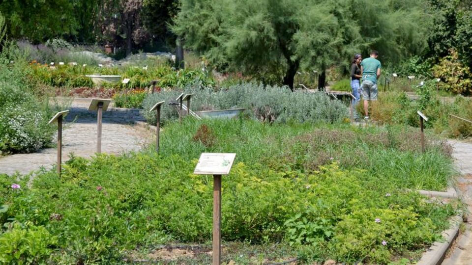 Tıbbi Bitkiler Bahçesi'nden 'Fitoterapi' desteği