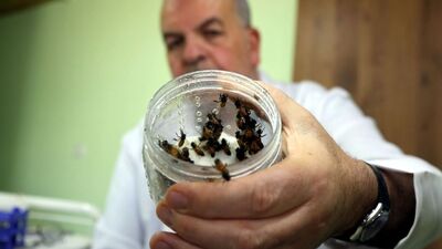 Şifayı arılarda buluyorlar