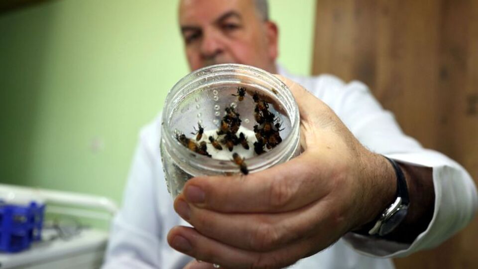 Şifayı arılarda buluyorlar