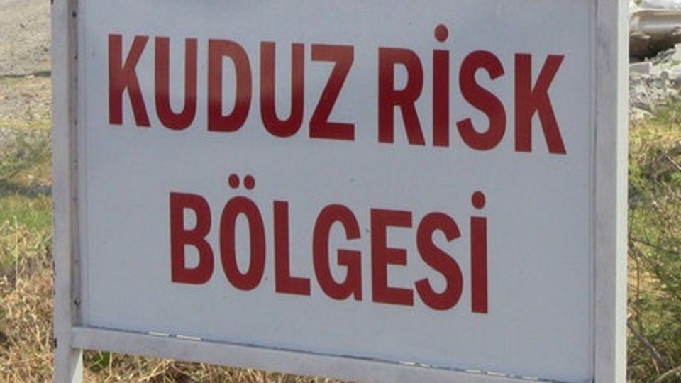 Çankırı'da kuduz paniği!