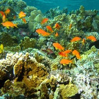 Deniz canlılarına dokunmayın!