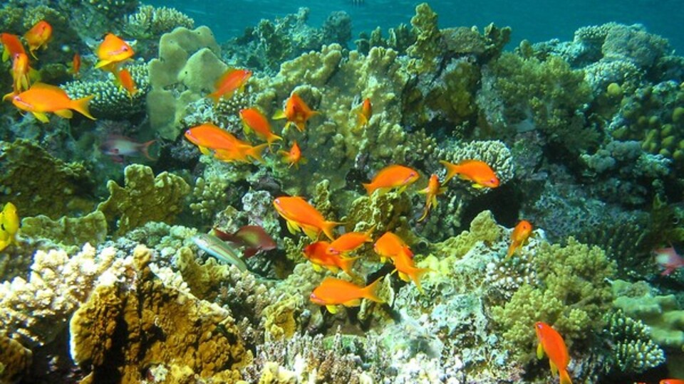 Deniz canlılarına dokunmayın!