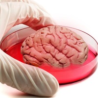 Bilim adamları insan beyni üretti