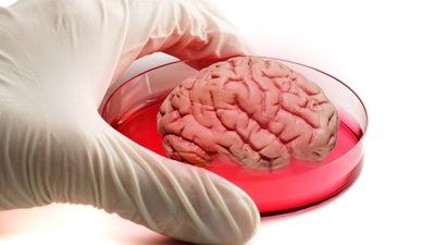 Bilim adamları insan beyni üretti