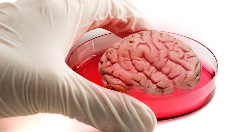 Bilim adamları insan beyni üretti