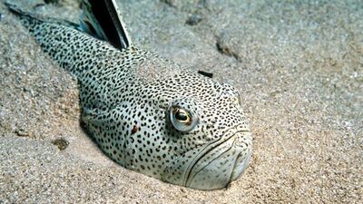 Türk denizlerindeki 40 tehlike!