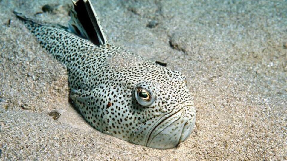 Türk denizlerindeki 40 tehlike!