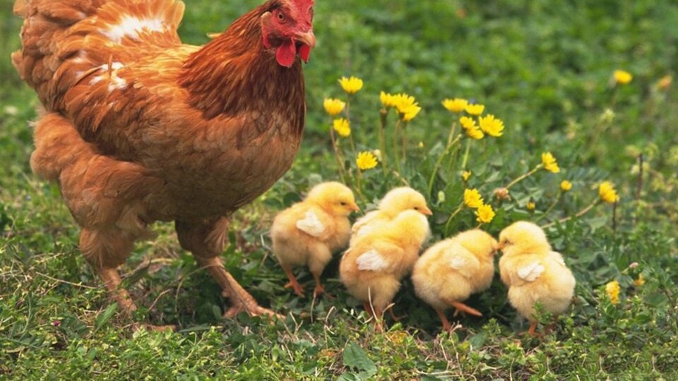 O işleme yasak geldi