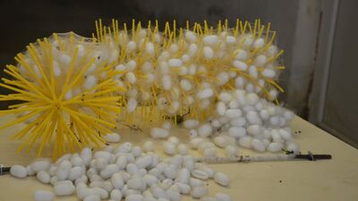 Bakanlık doğrudan destekliyor...