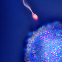 Bebek sahibi olmak isteyenler dikkat!