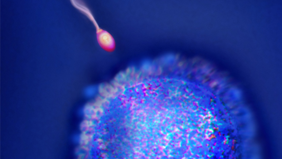 Bebek sahibi olmak isteyenler dikkat!