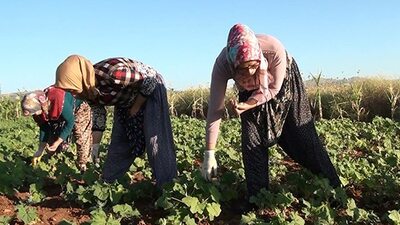 Fiyatı altınla yarışıyor!