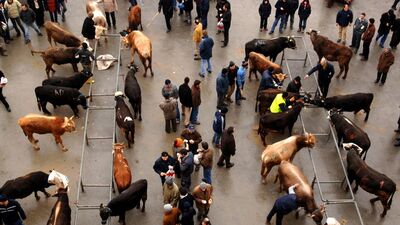 Kurban fiyatları el yakacak!