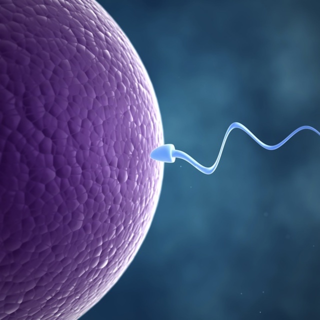 Sperm yumurtaya zıpkınla yapışıyor!