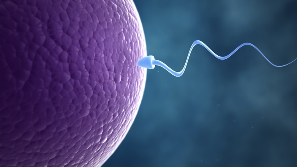 Sperm yumurtaya zıpkınla yapışıyor!