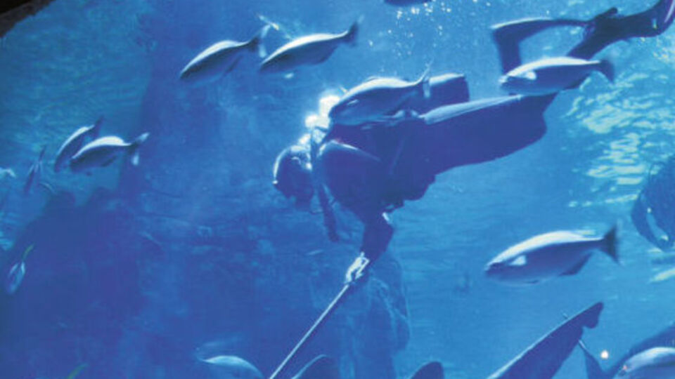 Florya'da köpekbalığı besleme seansı