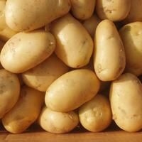 Patatesi hastalık vurdu