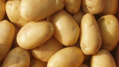 Patatesi hastalık vurdu