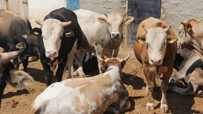 Kurban fiyatları açıklandı