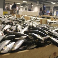 Balık sezonu başladı! İşte ilk fiyatlar...