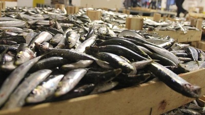 Balık sezonu başladı! İşte ilk fiyatlar...