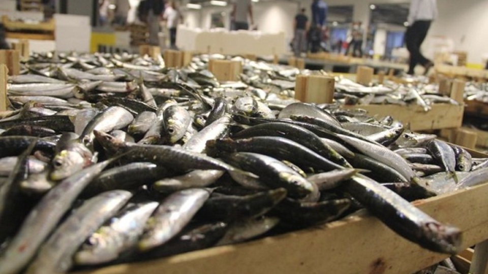 Balık sezonu başladı! İşte ilk fiyatlar...