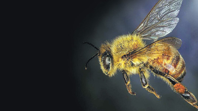 Kanser tedavisinde yeni bir umut daha...