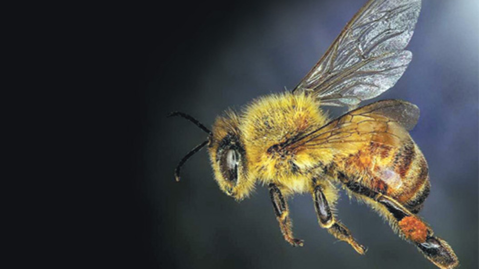 Kanser tedavisinde yeni bir umut daha...