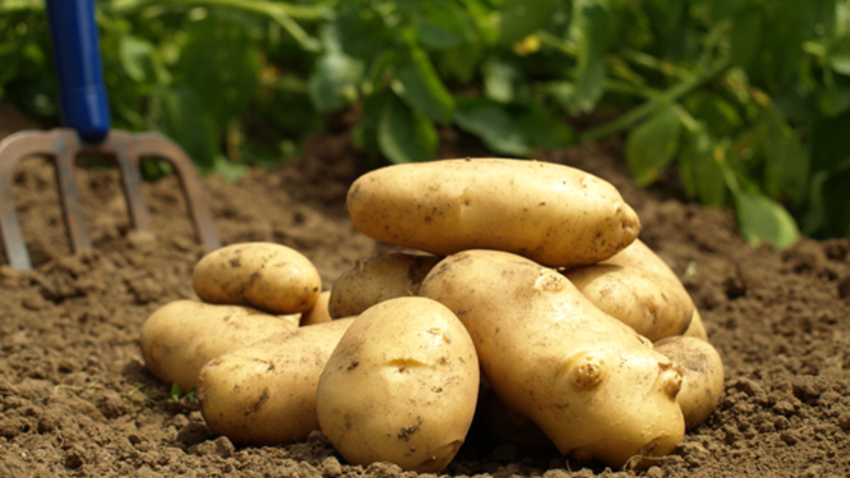 O hastalık patatesi vurdu!