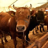 Kurbanlık seçerken bunlara dikkat!