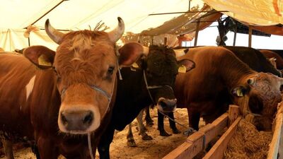 Kurbanlık seçerken bunlara dikkat!