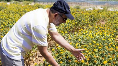 Yağ sanayisinde yeni rekabet