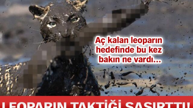 Leoparın taktiği şaşırtı!