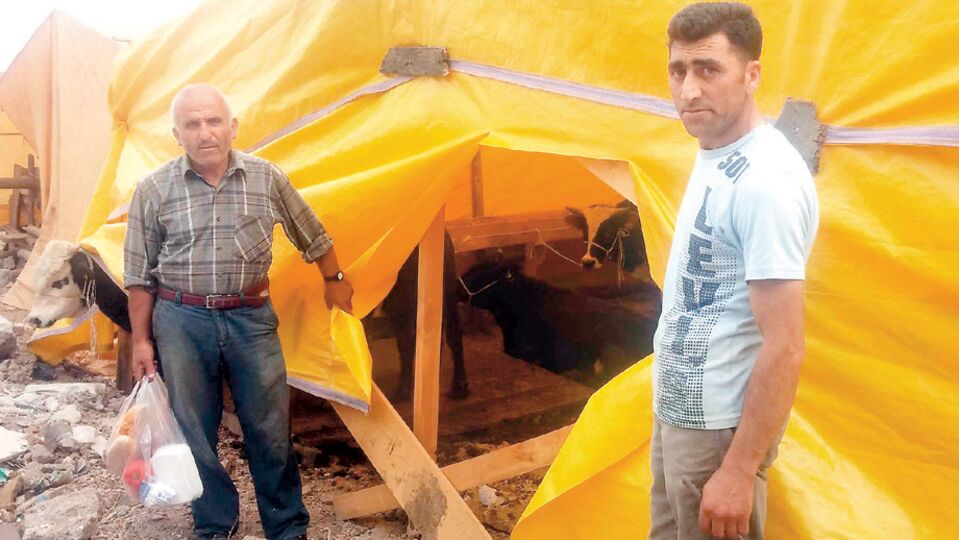Çadırı kesip kurbanlık danayı çaldılar