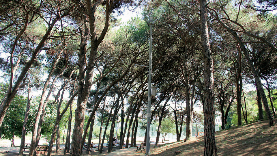 Parklara 'balık gözü'