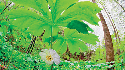 Kanser tedavisinde tütün umudu