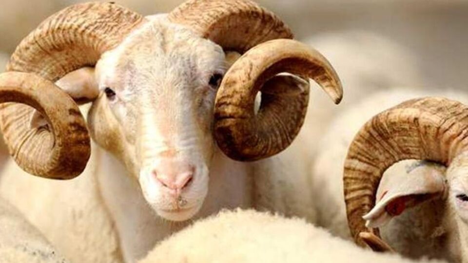 Kurbanlar şehitler için kesilecek