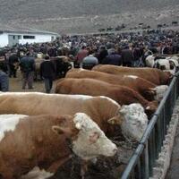 Kurban keserken 'çelik eldiven' kullanın!