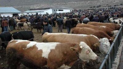 Kurban keserken 'çelik eldiven' kullanın!