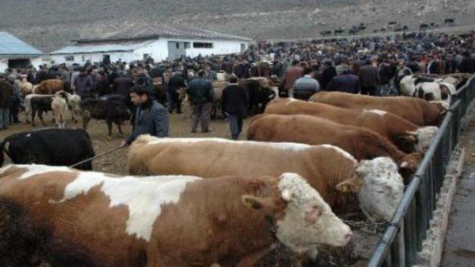 Kurban keserken 'çelik eldiven' kullanın!