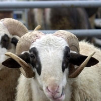 Bayramda bunlara dikkat!