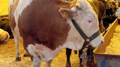 Kesilen hayvanları 1 metrelik çukurlara gömün!