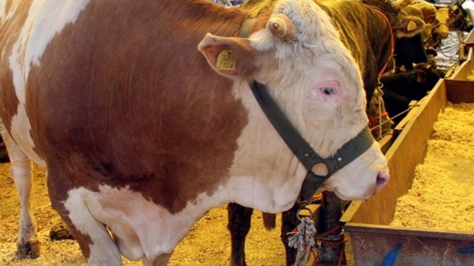 Kesilen hayvanları 1 metrelik çukurlara gömün!