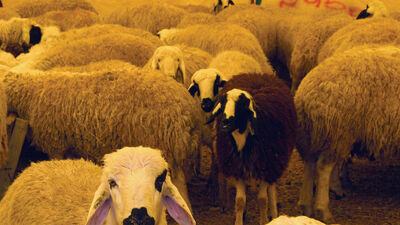 Hayvana küfür etmenin ve şiddet uygulamanın cezası var!