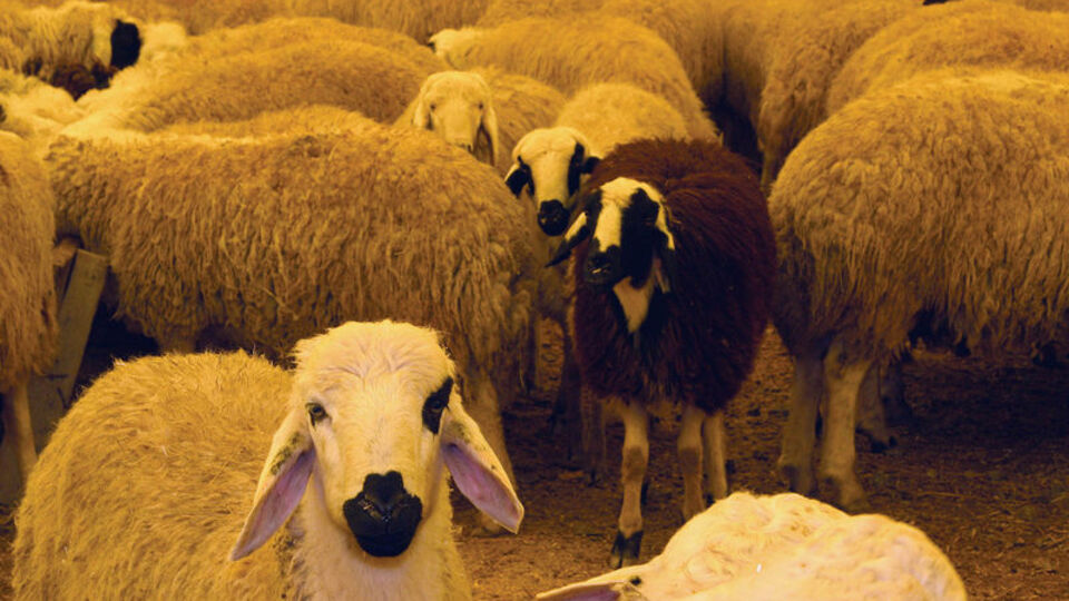 Hayvana küfür etmenin ve şiddet uygulamanın cezası var!