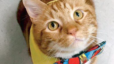 Üç günlük kedi deneyi