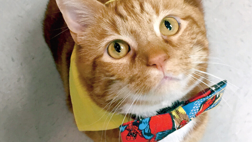 Üç günlük kedi deneyi