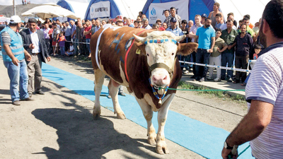 En güzel kurbanlıklar podyumda belirlendi