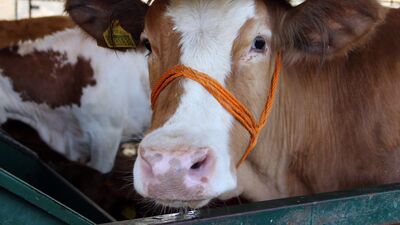 Kurban Bayramı'nda "hidatik kist" hastalığına dikkat