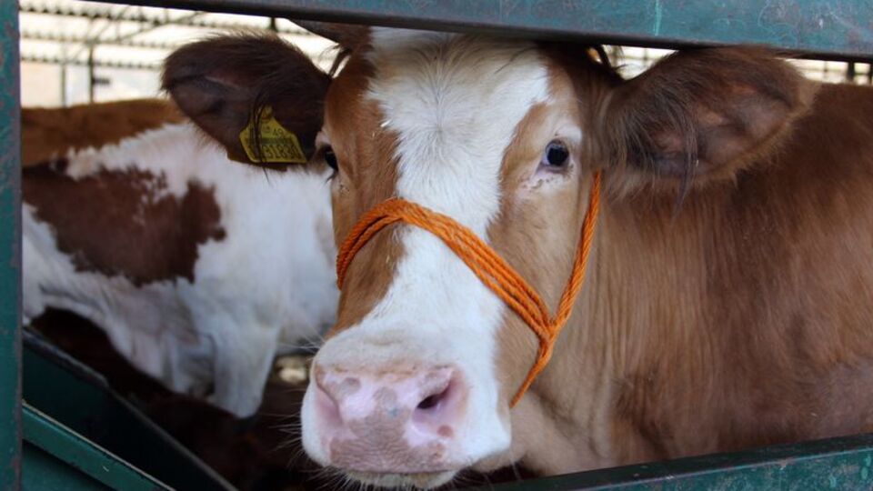 Kurban Bayramı'nda "hidatik kist" hastalığına dikkat
